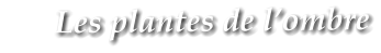 Les plantes de l�ombre